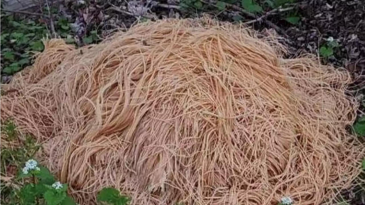 Mystery of Massive Pasta Dump in NJ Woods May Be Solved