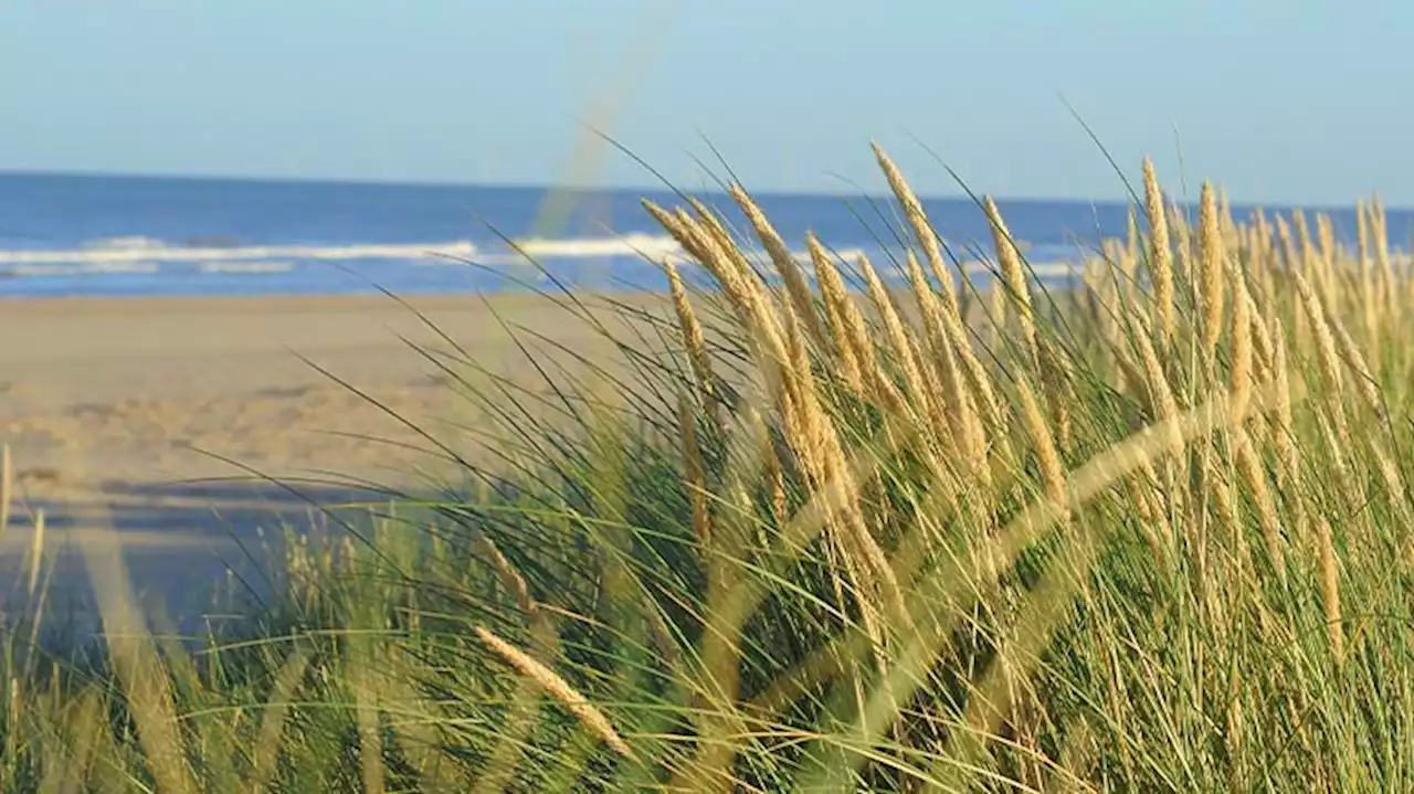 Lincolnshire coast chosen as King's first nature reserve