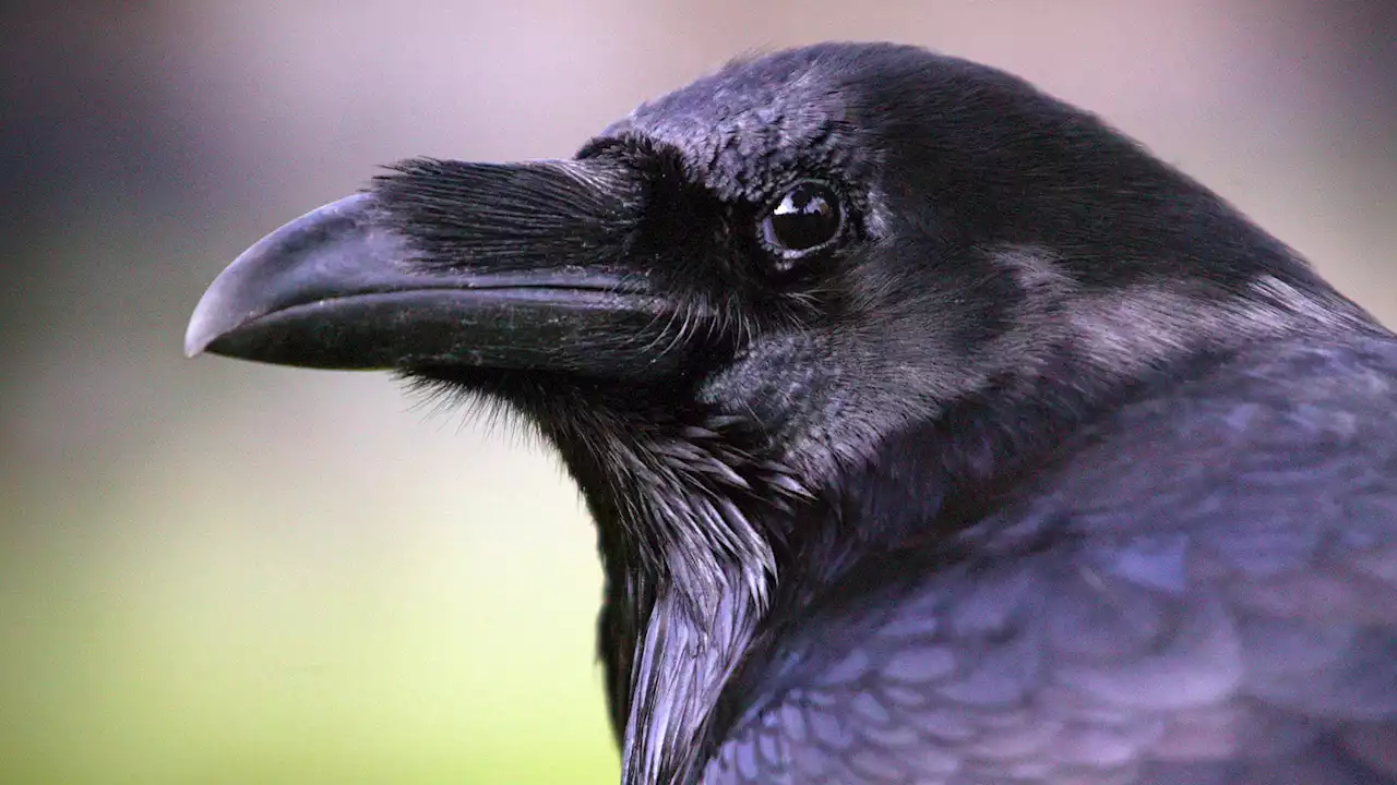 How Tower of London ravens have most 'important job' of the coronation