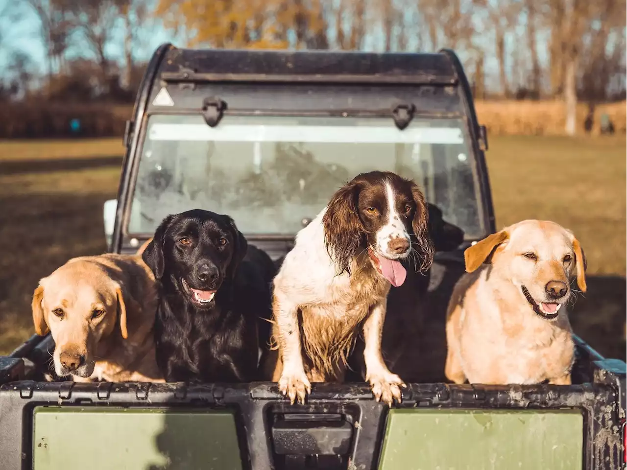 Ontario set to expand areas where dogs can learn to hunt live coyotes in penned areas