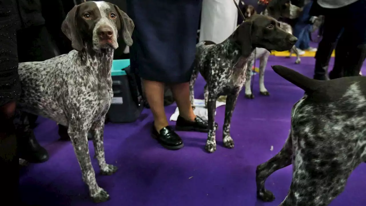 Dog Show 101: What's what at the Westminster Kennel Club