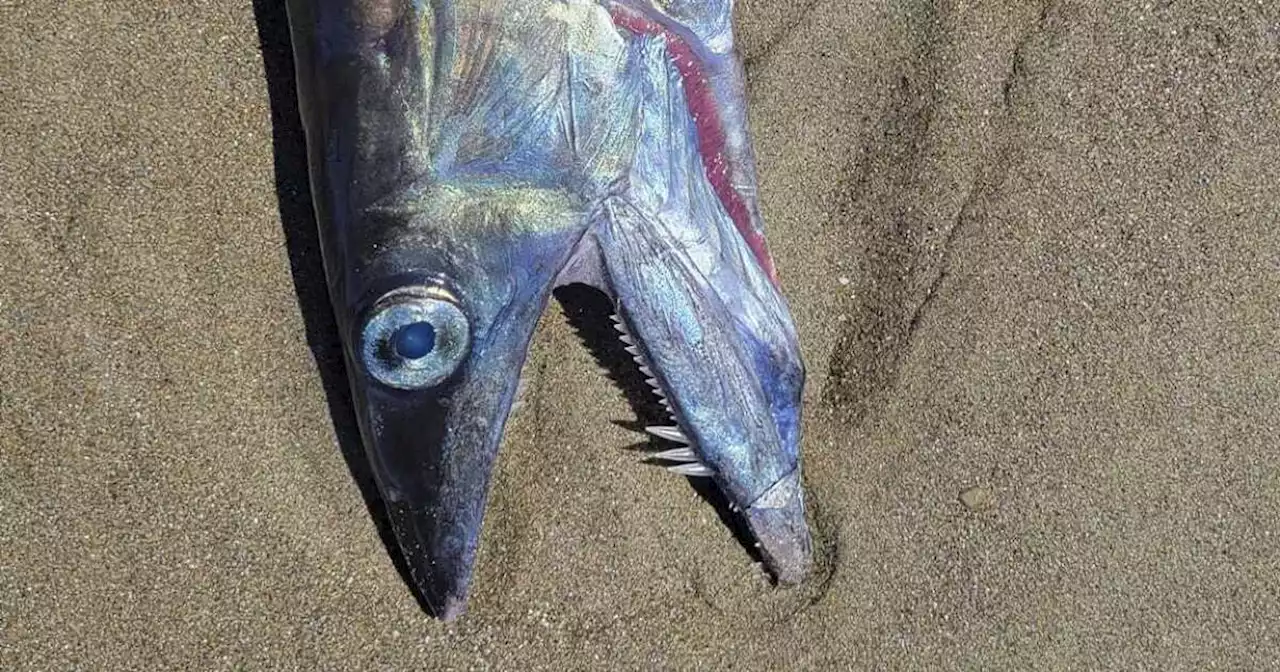 'Freaky-looking' fanged fishes found on Oregon beaches