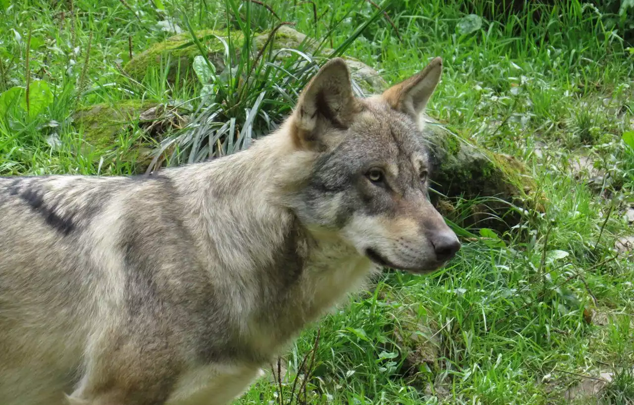 Un conducteur poursuivi pour avoir tenté d’écraser un loup