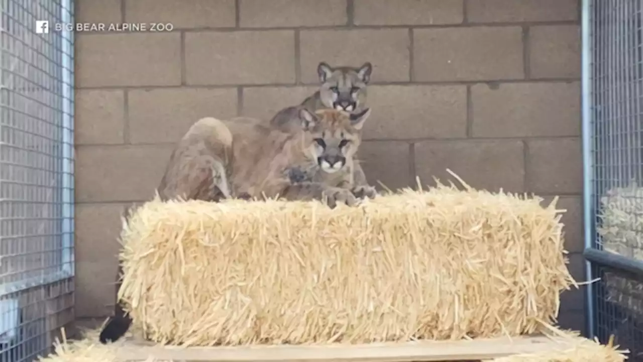 Big Bear Alpine Zoo now home to adorable pair of mountain lion cubs