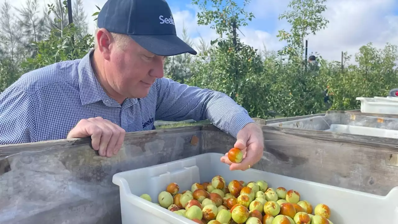 Australia's largest kiwi grower invests millions in little known fruit