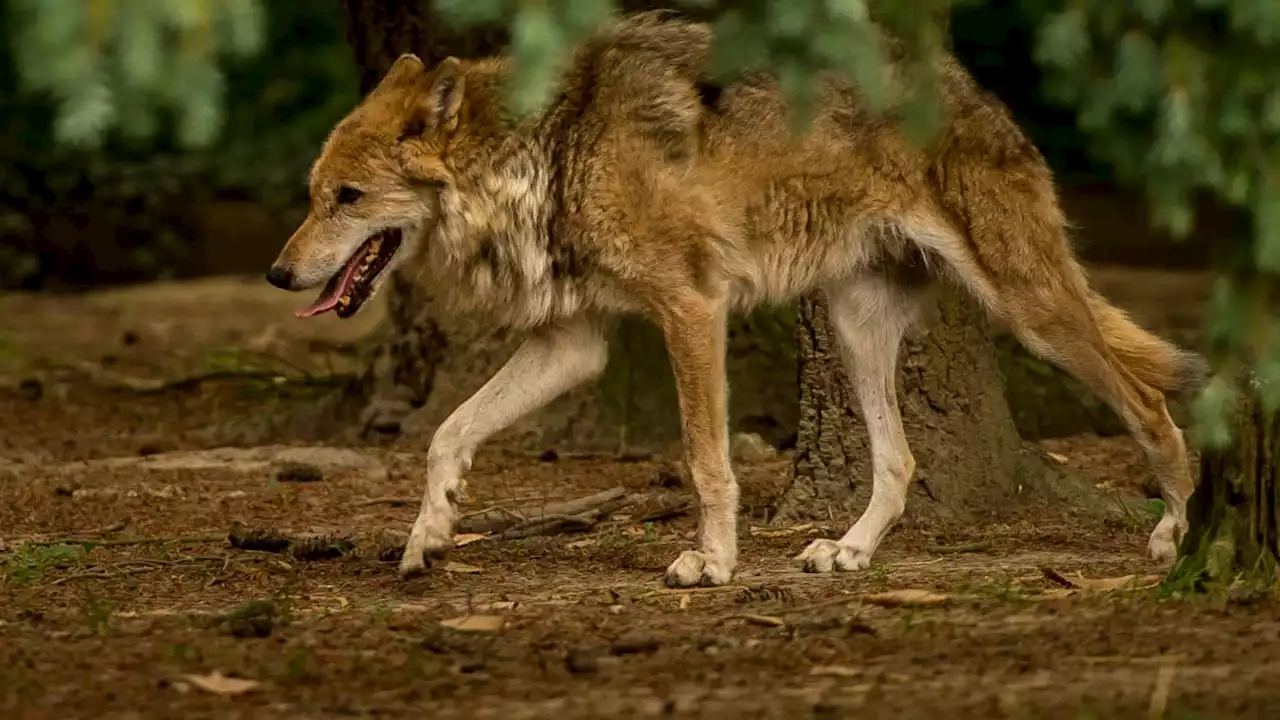 Haute-Savoie: un conducteur poursuivi pour avoir tenté d'écraser un loup