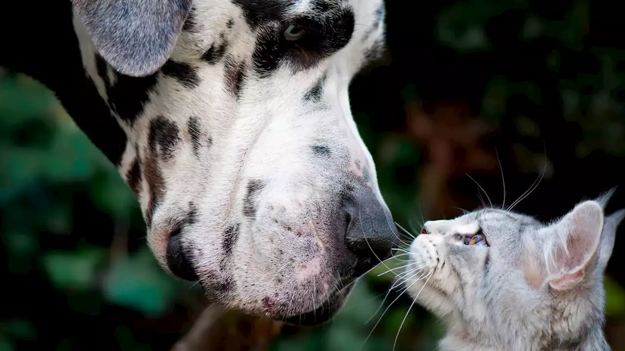 Das Geschäft mit Tierfutter wächst überdurchschnittlich