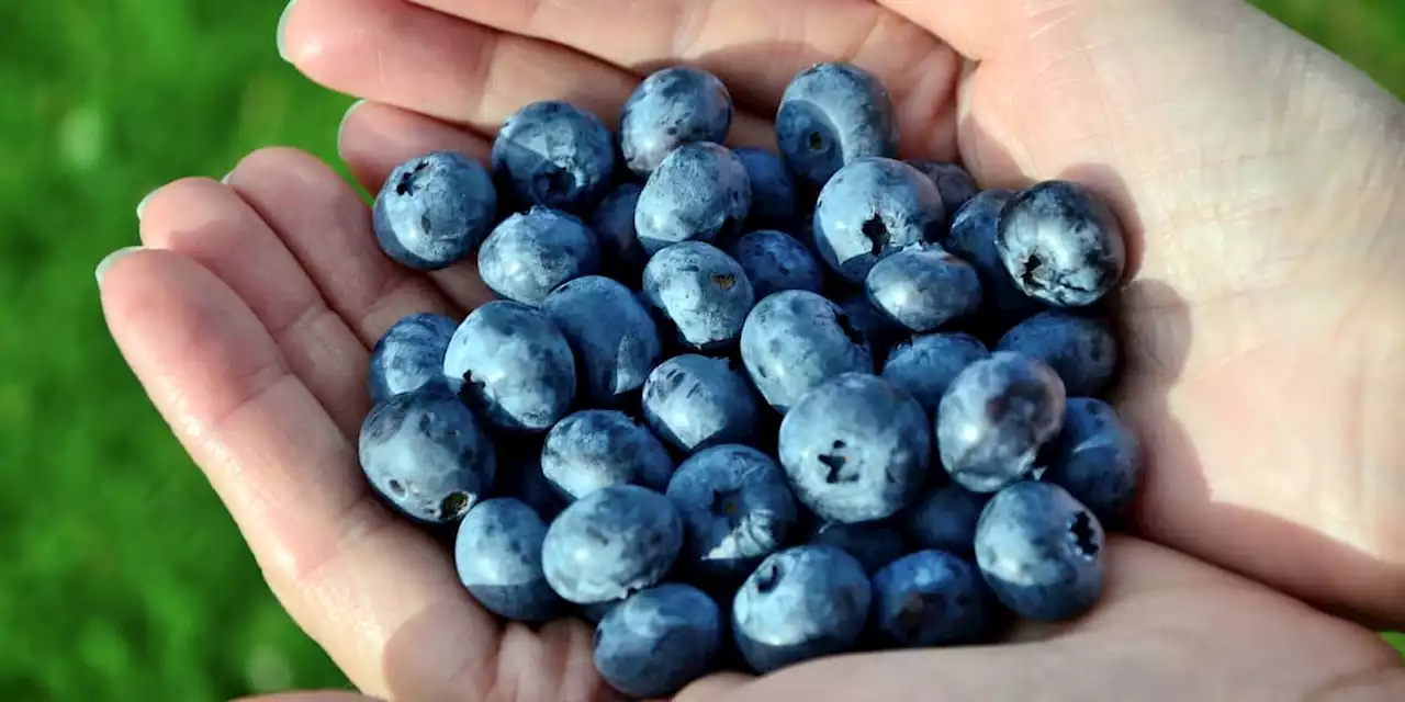 Wie Sie mit Blaubeeren Ihre Hirnleistung boostern