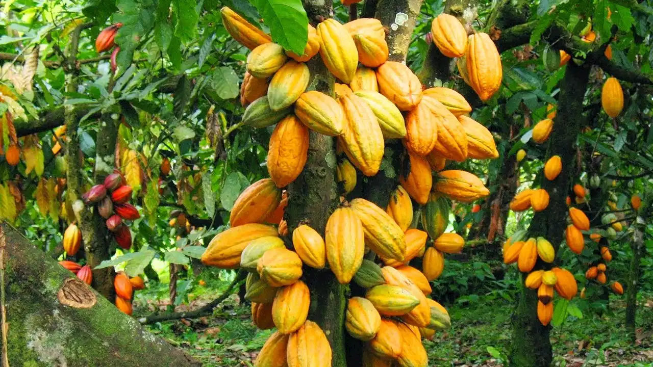 C'River farmers receive hybrid cocoa seedlings, chemicals to boost production