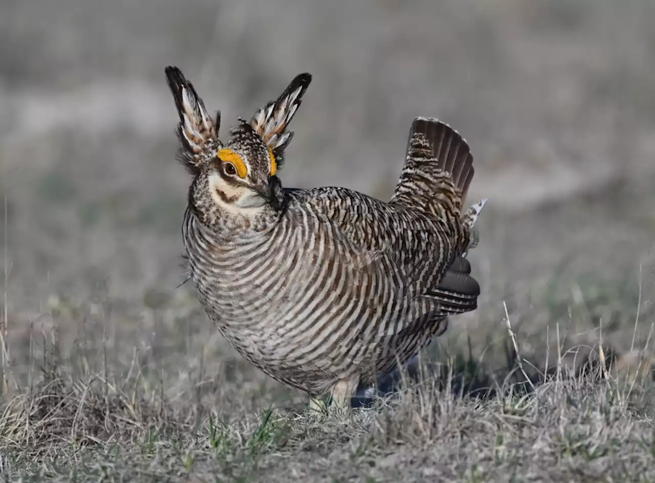 The Prairie Chicken Festival in Kansas will test your mettle — and may even change you