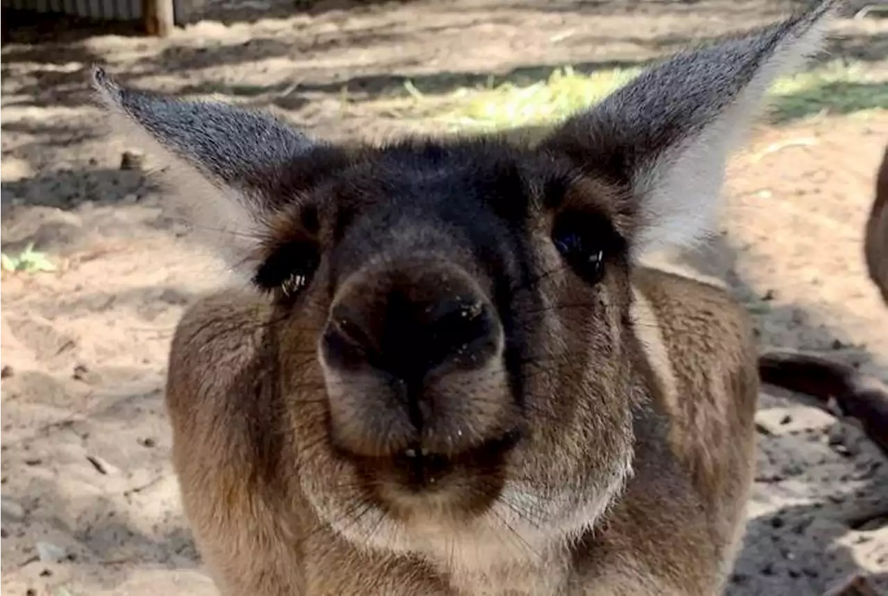 Commentary: Stop Using Kangaroos for Shoes