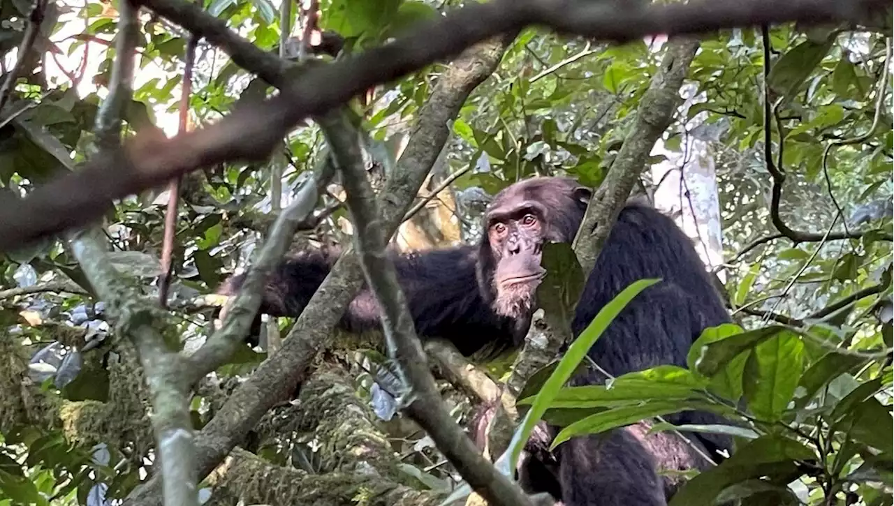 Une heure avec les chimpanzés de la forêt de Sebitoli