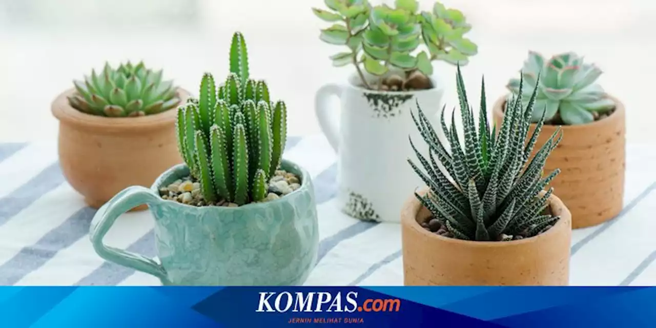 5 Tanaman Hias dengan Perawatan Rendah, Cocok untuk Pemula