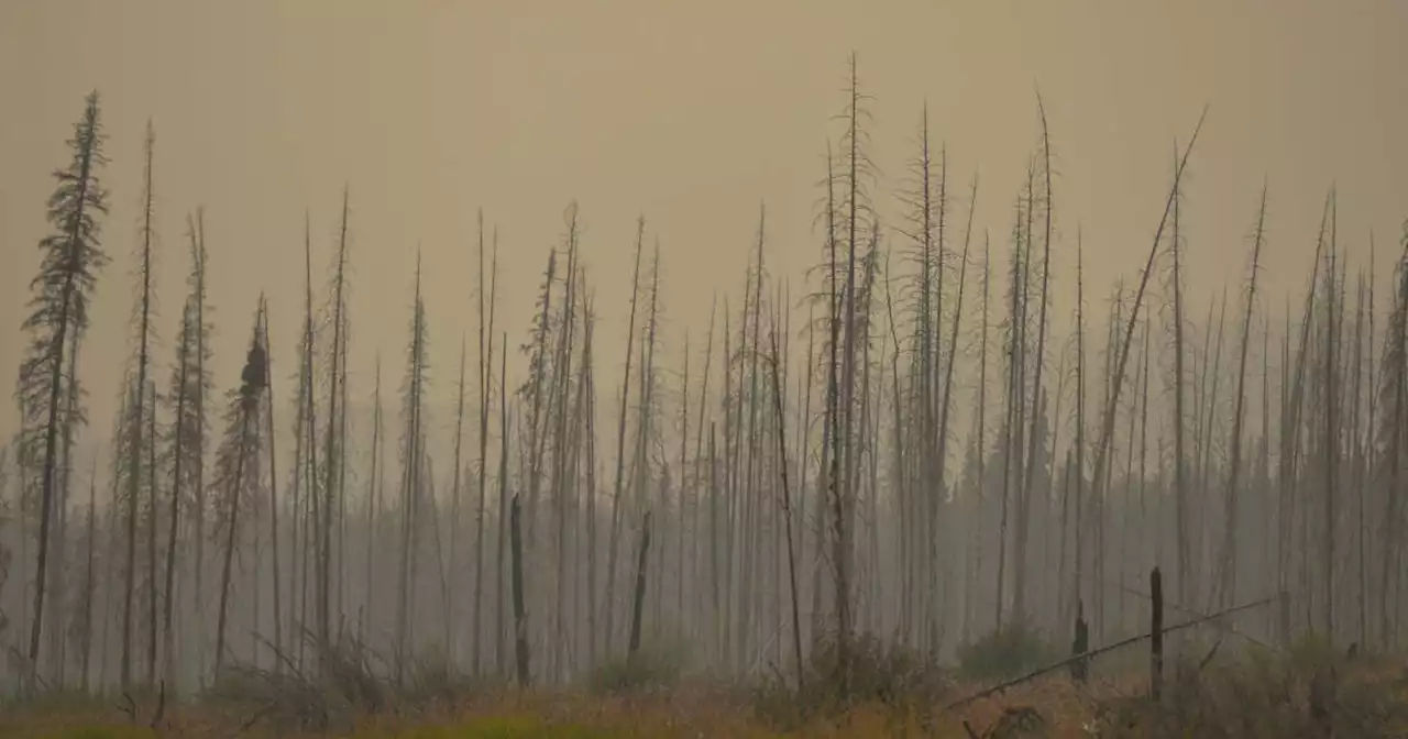 Au Canada, des centaines de feux de forêt ravagent la province de l’Alberta, 25 000 personnes évacuées