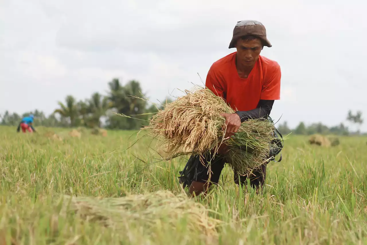 Impose higher standards on gov't officials, solon tells poor Pinoy farmers