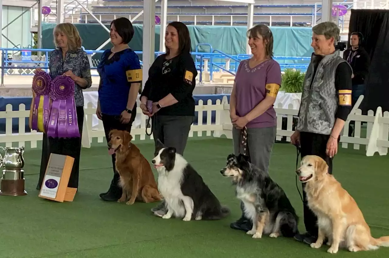 Westminster dog show 2023: N.J. obedience winning streak ends, but state remains alpha in sport