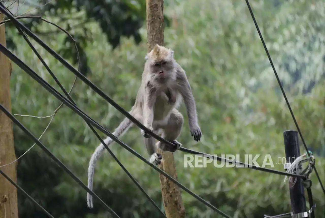 Monyet Liar Acak-Acak Dagangan Warga di Winduhaji Kuningan |Republika Online