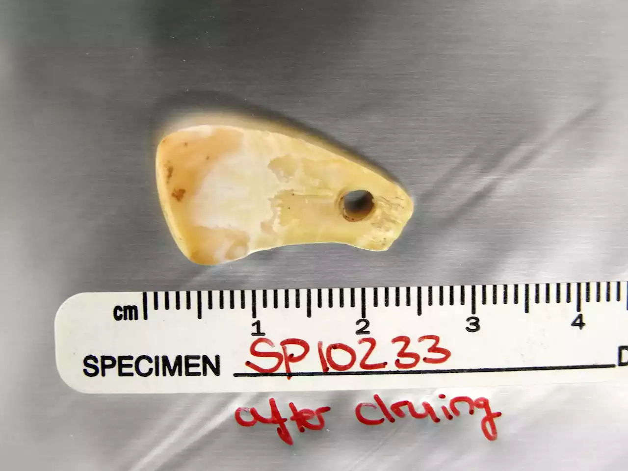 Ancient Woman’s DNA Recovered From 20,000-Year-Old Deer Tooth Pendant