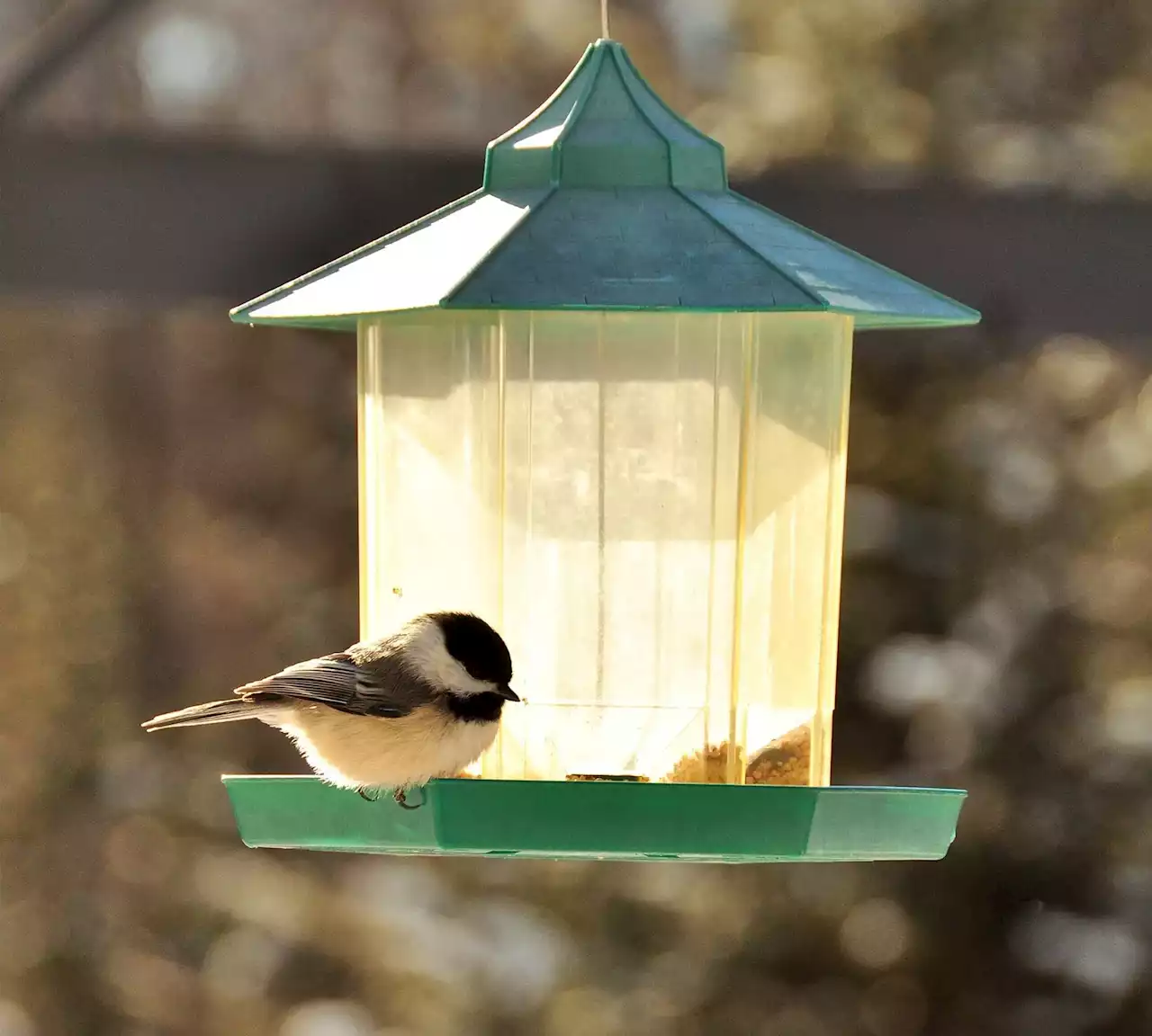 Bird Feeding Boosts Winter Survival of Small Birds by Helping Fight Infections