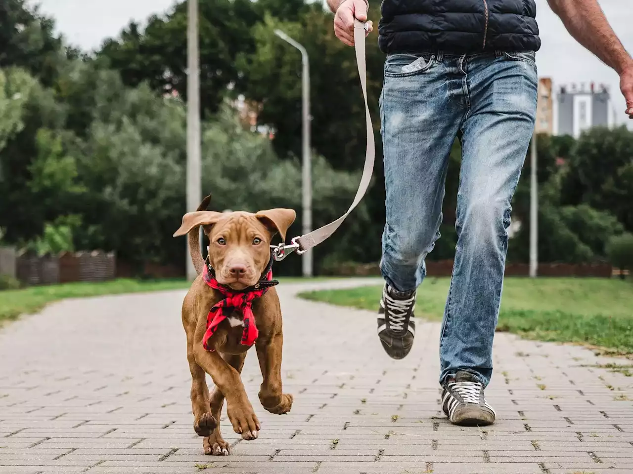 Walking Your Dog Could Increase Your Risk of Traumatic Brain Injury