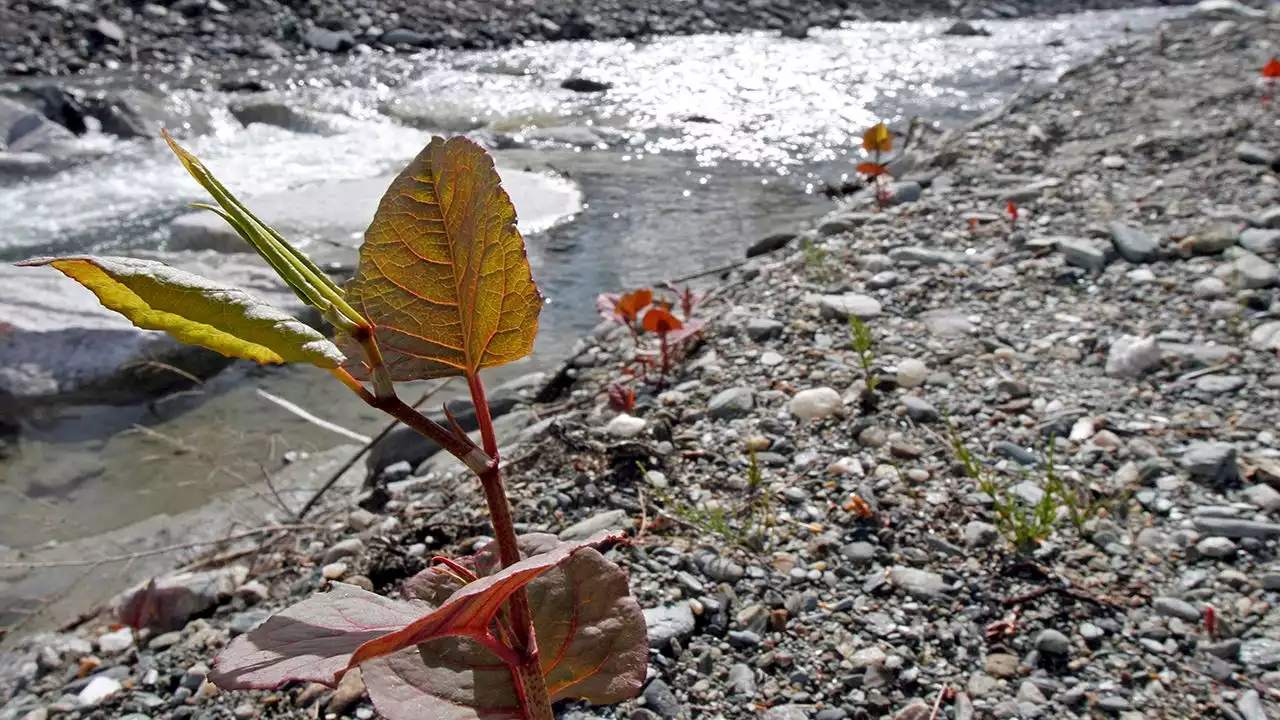 The invasive plants that are taking over your state