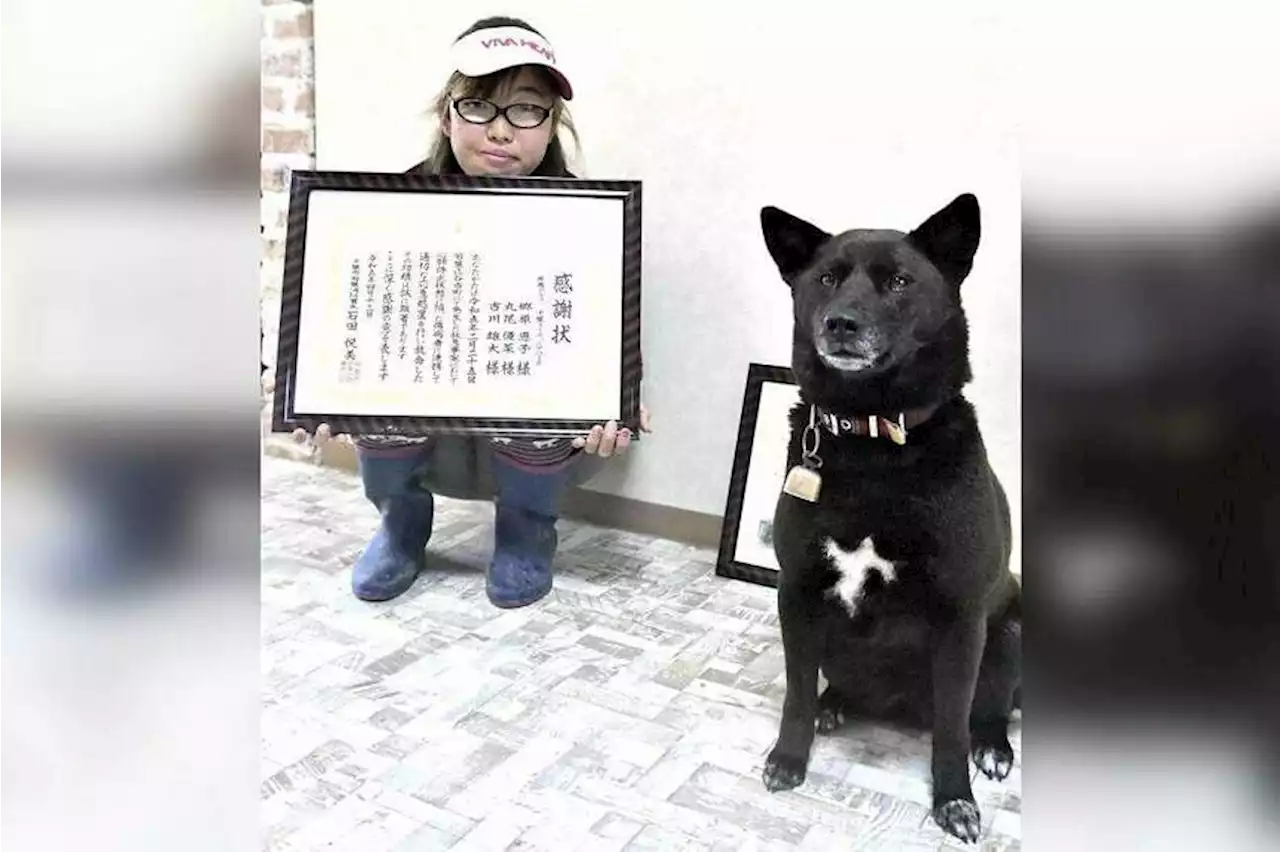 Dog in Japan lauded for raising alarm over collapsed man