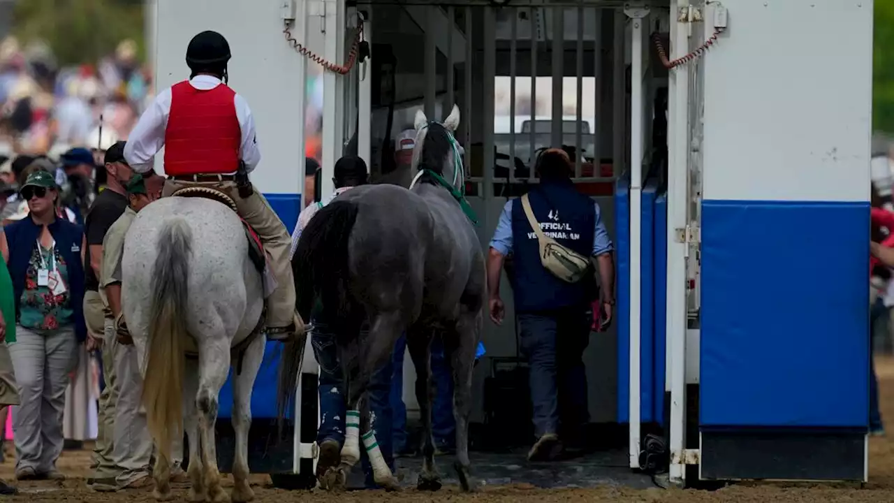 Ridsport: Sju hästar dog inför Kentucky Derby