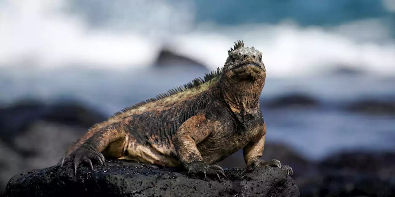 Gefährdete Galapagos-Inseln: Schulden gegen Naturschutz