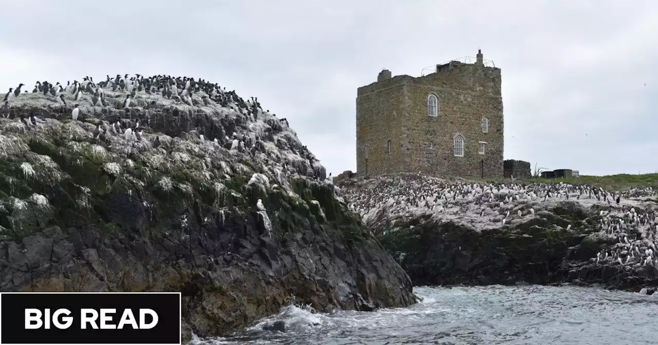 Lockdown on the Farne Islands, where rangers in hazmat suits battle deadly bird flu