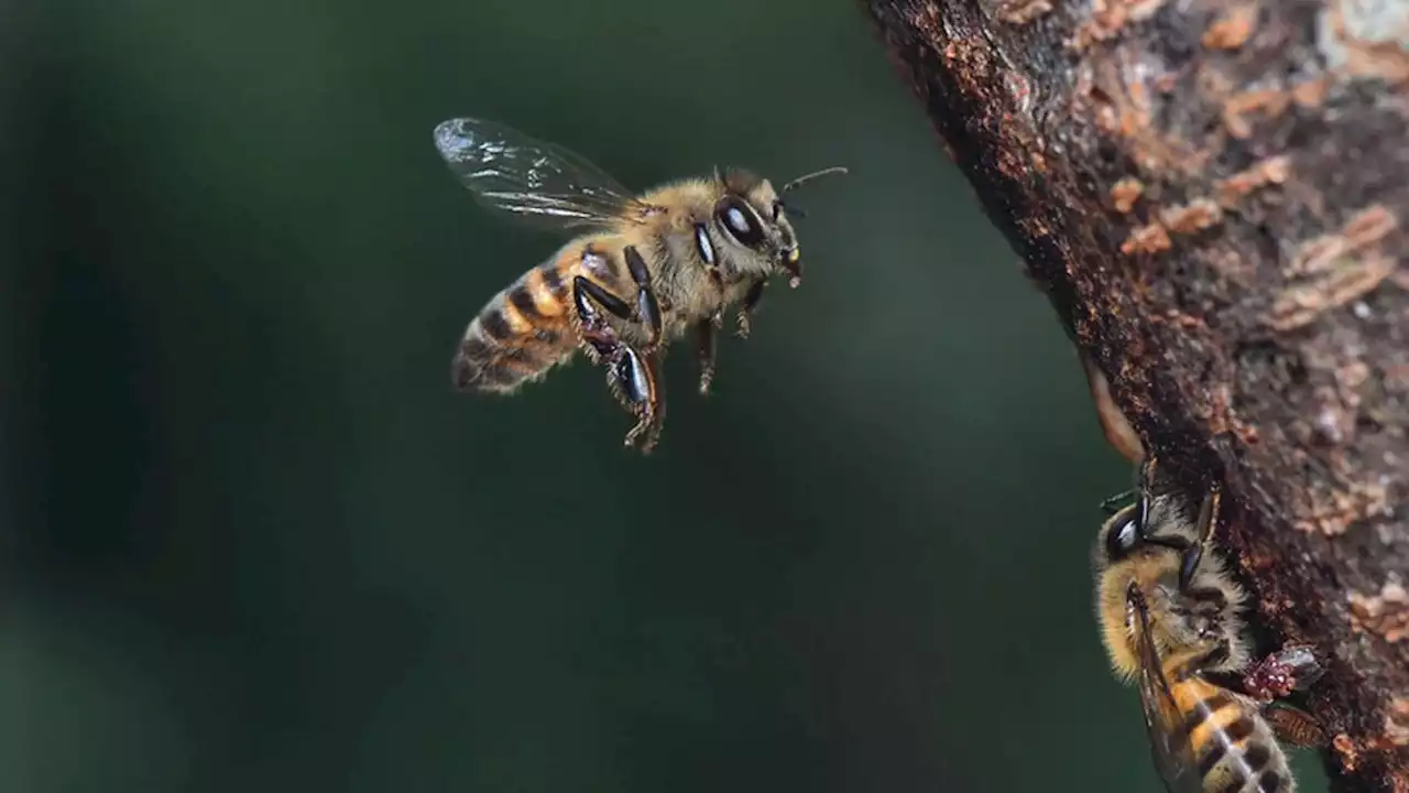 Arizona mother stung over 75 times by bees during family photo shoot: Officials