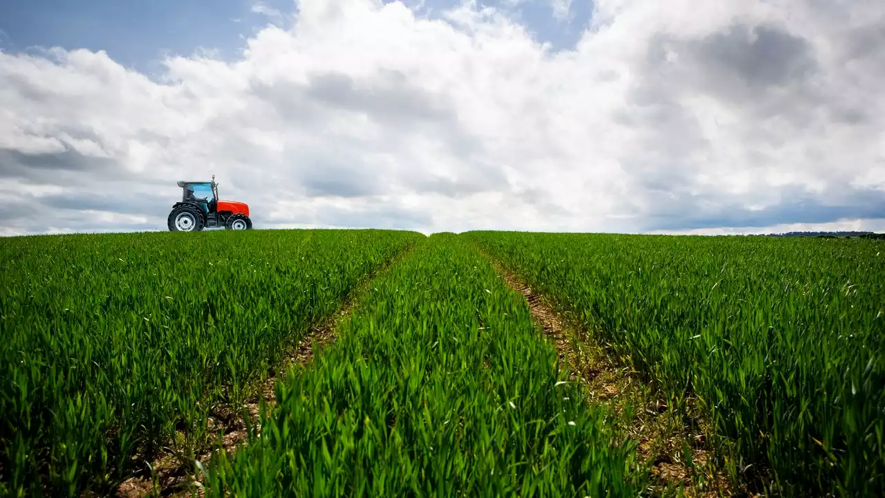 Cultivos energéticos en zonas rurales, la nueva medida para frenar el cambio climático