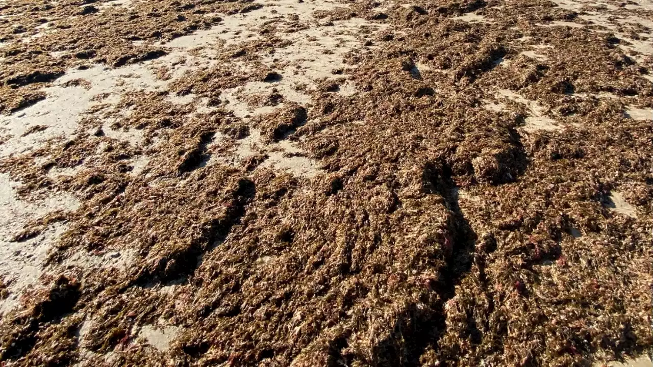 El alga invasora prolifera en la playa de la Caleta, en Cádiz