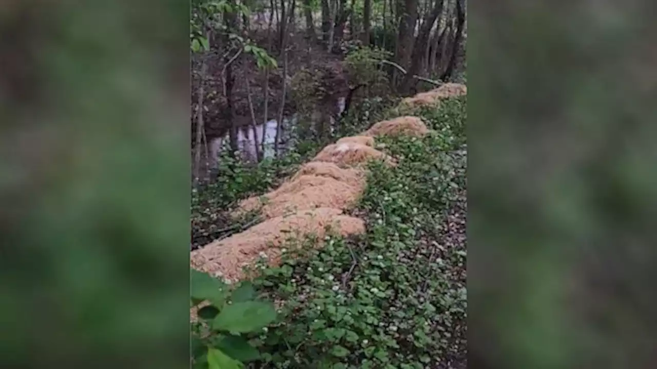 Over 500 pounds of pasta mysteriously dumped in New Jersey woods