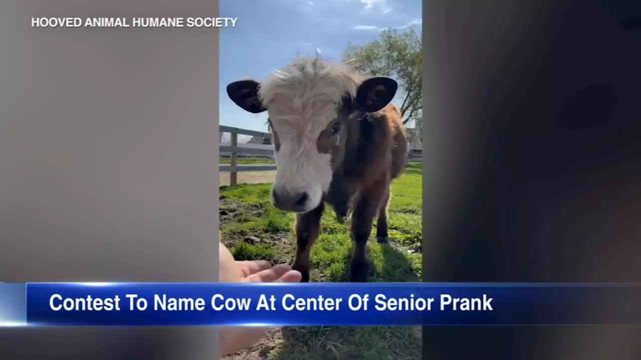 Cow used in Niles senior prank has a new name after Hooved Animal Humane Society contest