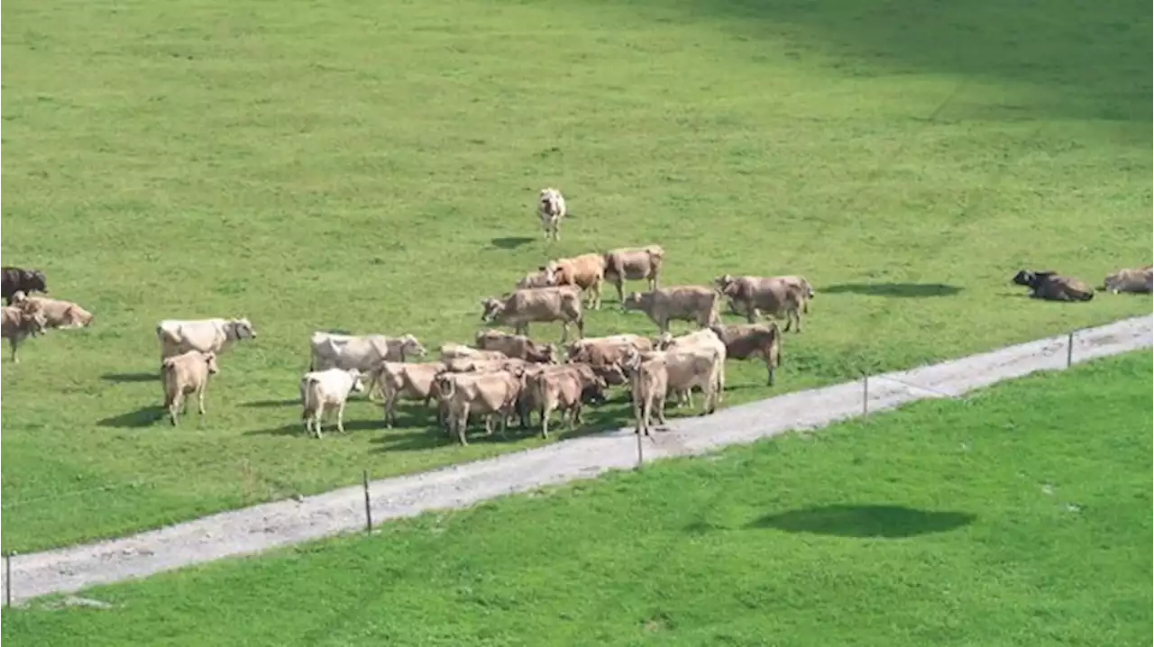 1 Prozent mehr Teilnahme bei RAUS und BTS – Aufholbedarf bei Käsereimilch - bauernzeitung.ch