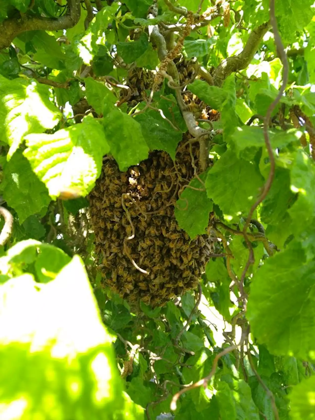 Für die Bienen hat die Schwarmzeit begonnen - bauernzeitung.ch