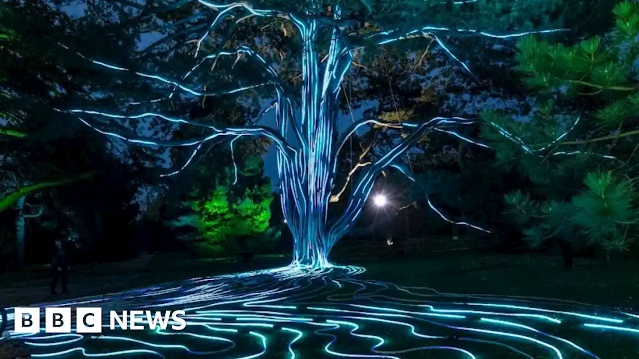 Ancient Cambridge tree lit up for Coronation by pedal-power