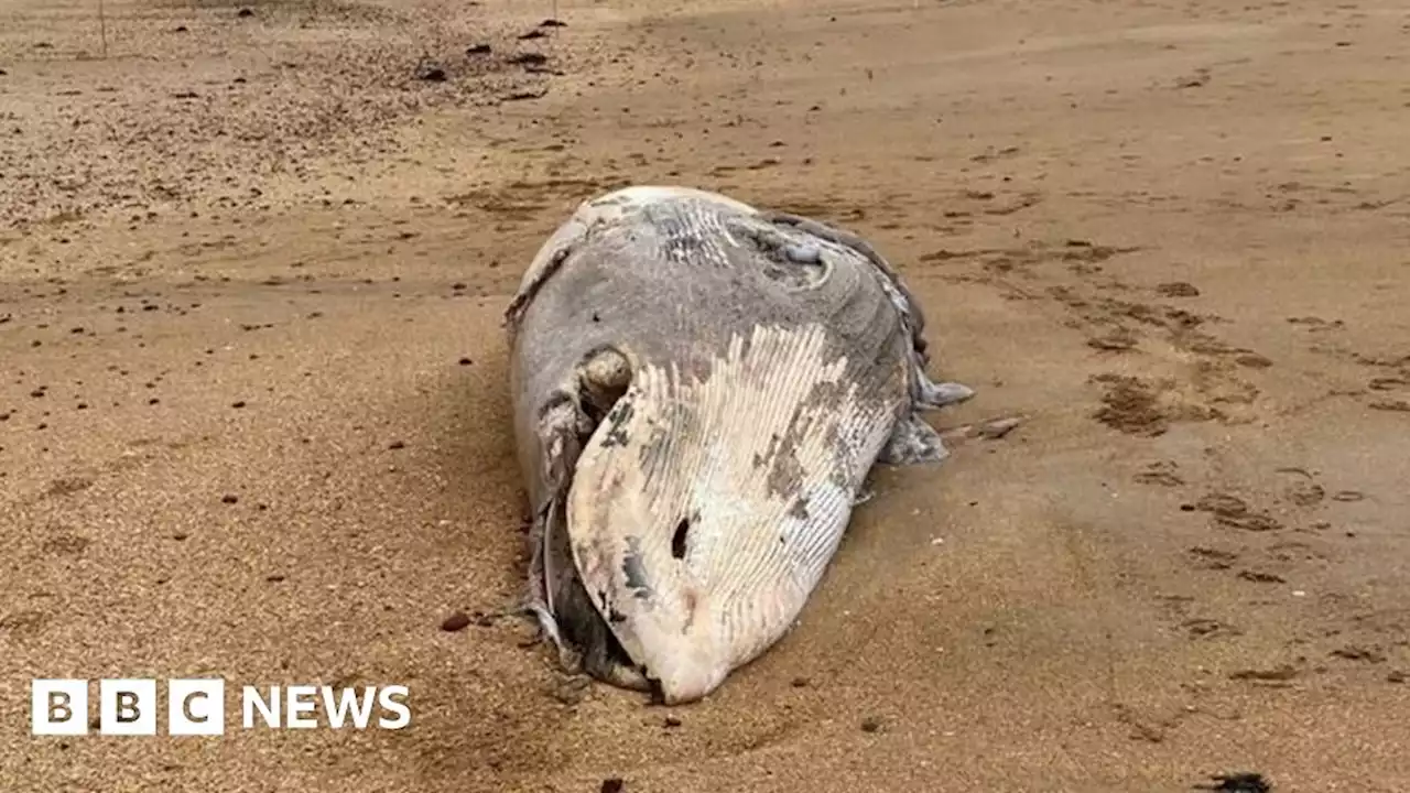 Second whale washes up on East Lothian beach