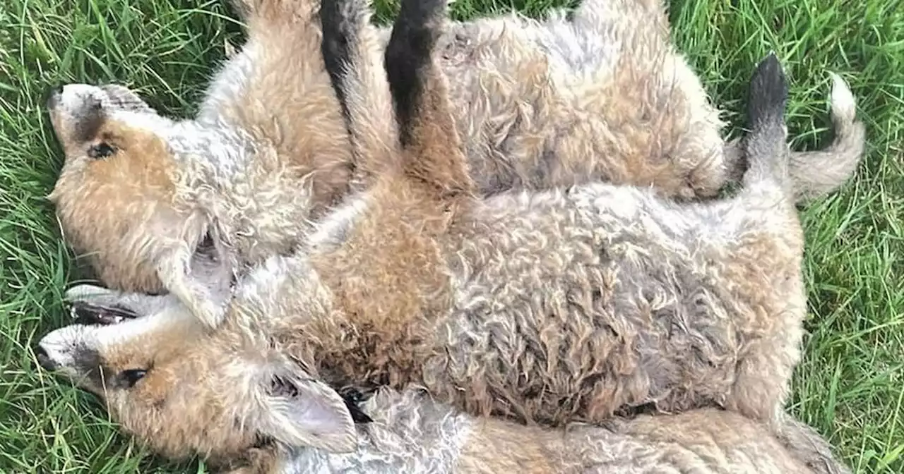 Three orphaned fox cubs found shot dead at Co Down golf club