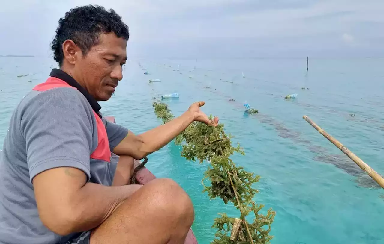 Karimunjawa Tercemar Limbah, Petani Rumput Laut Gagal Panen