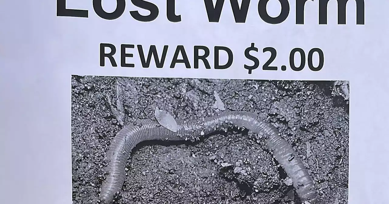 Someone is hilariously offering a $2 reward for their 'lost' pet worm in Toronto