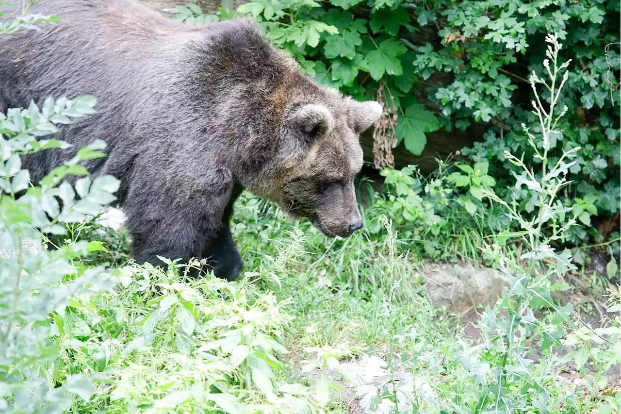 Erneut Braunbär in Oberbayern nachgewiesen