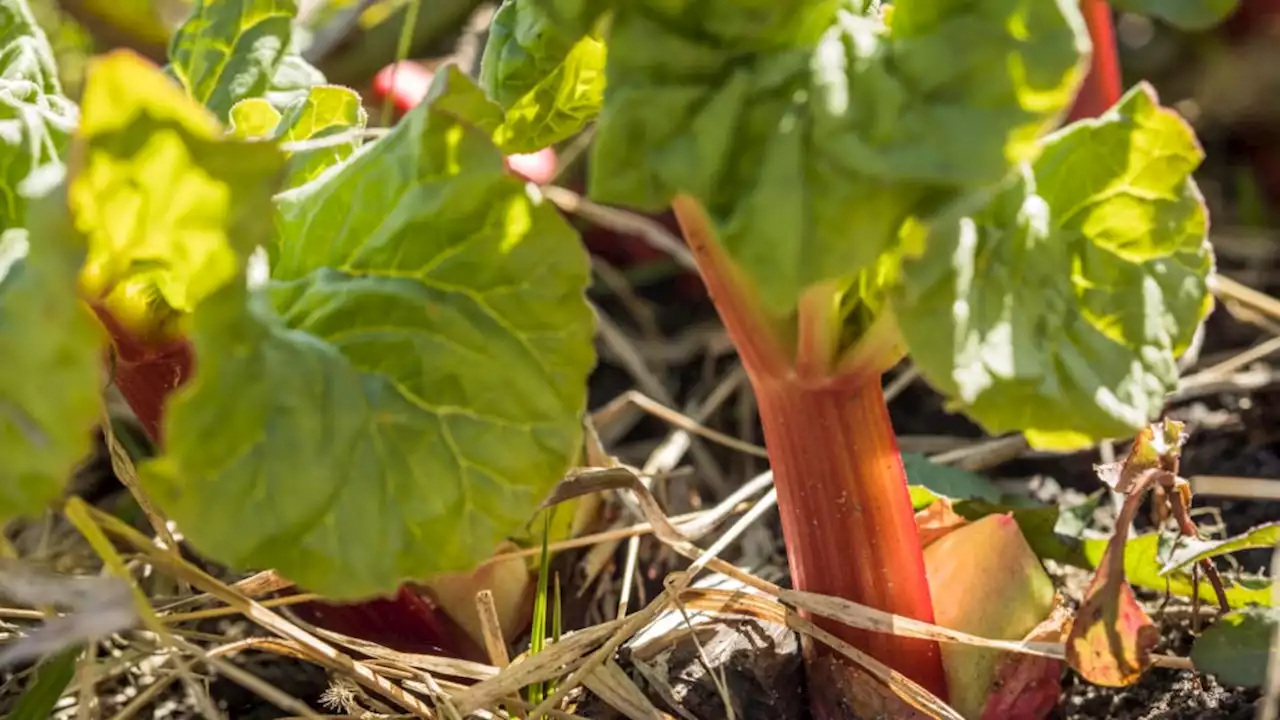 So klappt es mit Rhabarber aus dem eigenen Garten