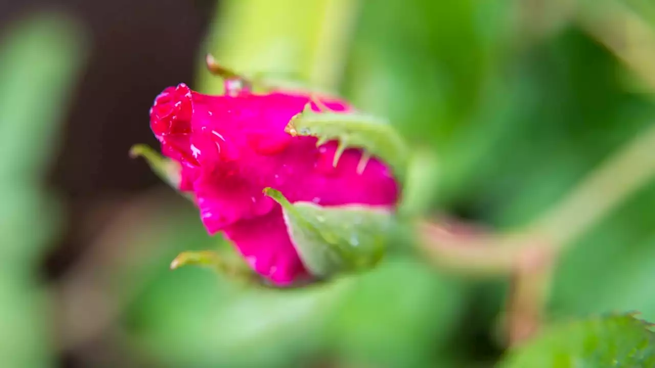 Wie Sie Rosen umweltverträglich vor Blattläusen schützen