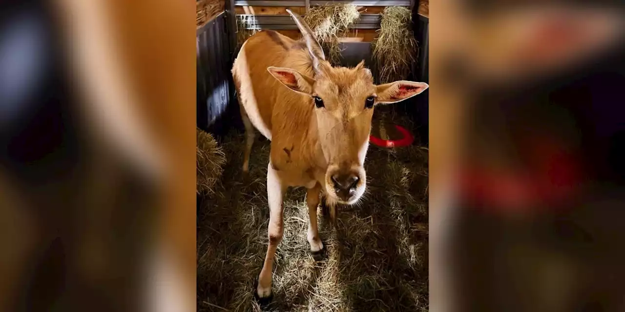 Antelope safely returned to zoo after escaping, living in the wild for 5 weeks