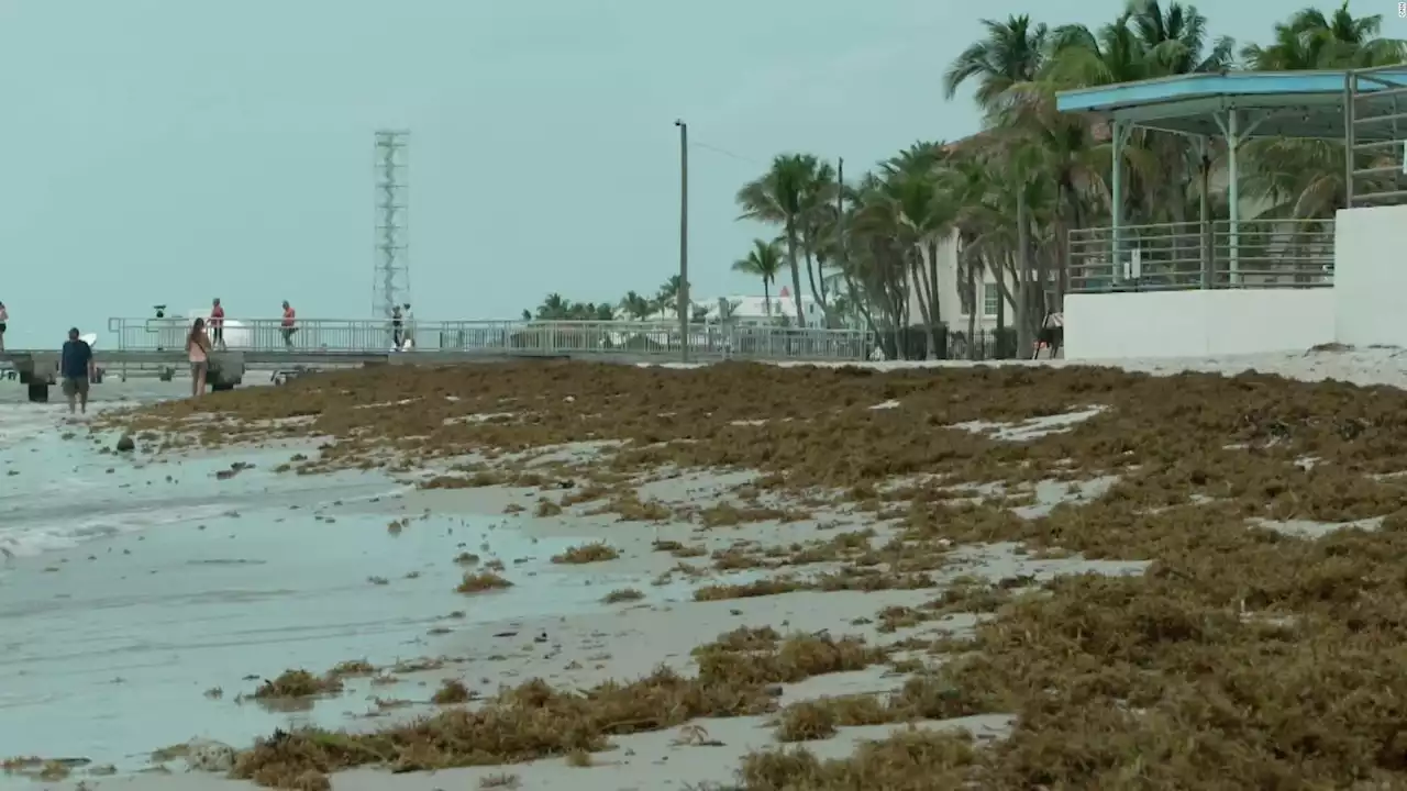 Lo que debes saber sobre el sargazo en las playas de Miami | Video