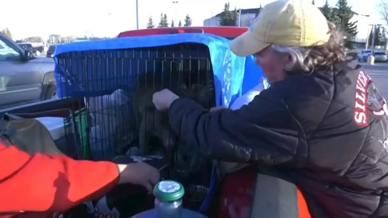 ﻿City of Calgary, pet food bank offer help to wildfire evacuees