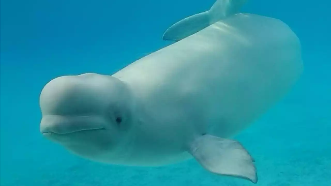 Beluga whale, bottlenose dolphin die at Marineland