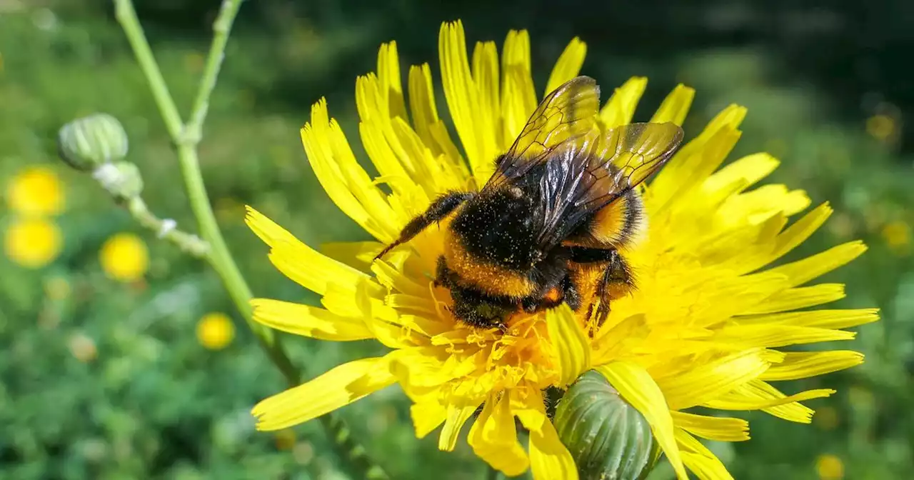 Urgent warning to gardeners not to pull weeds and 'tame' their lawns this summer