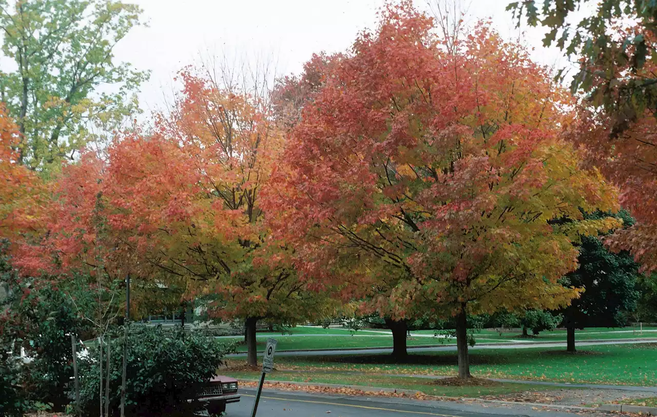 Plant a tree resilient to climate change